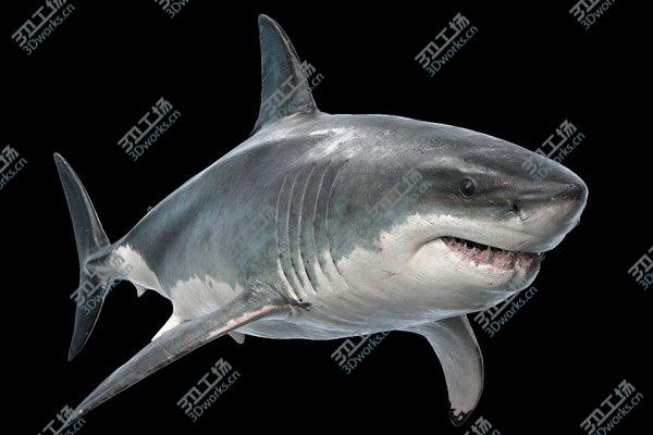 images/goods_img/20210312/Great White Shark 3D model/2.jpg